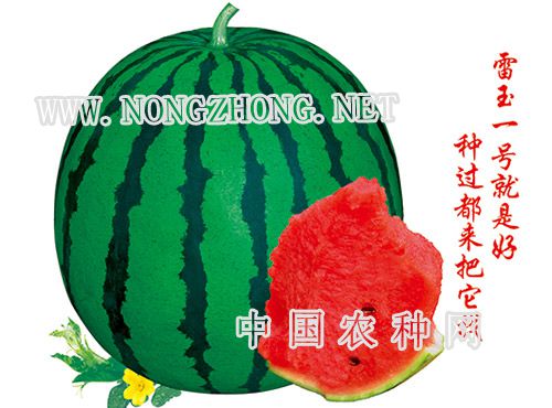 雷玉1号西瓜种子